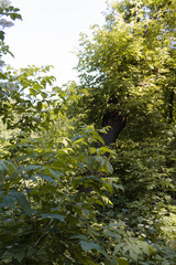 green bushes on the river