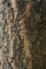 Bark background close up