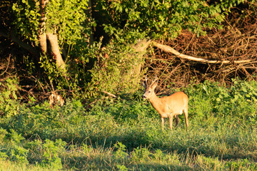 Rothirsch an Waldrand