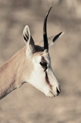 Springbok Unicorn 