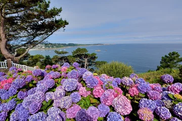 Photo sur Plexiglas Hortensia Magnifiques hortensias de Bretagne