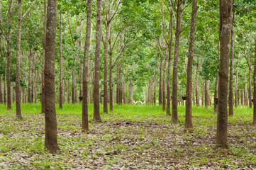 Naklejka premium Row of para rubber plantation in South of Thailand,rubber trees