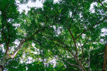 green crown birch on blue sky background