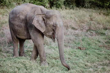 Elephants in  a National Park from Sri Lanka