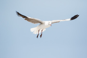 Fototapeta premium Close up images of Grey-headed gulls flying overhead looking for food scraps