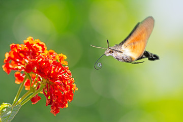 Hummingbird hawk-moth flying to a lantana flower
