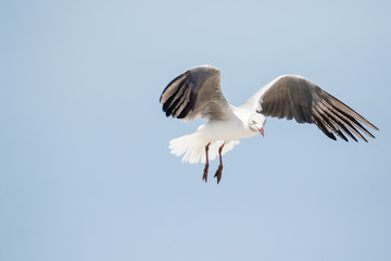 Obraz premium Close up images of Grey-headed gulls flying overhead looking for food scraps