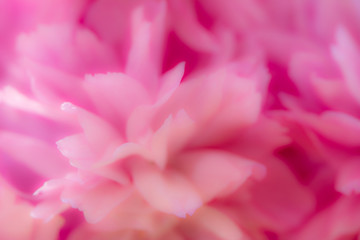 Abstract cherry blossom macro