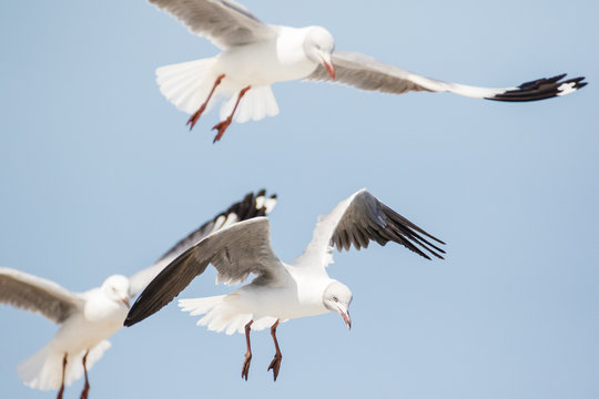 Close up images of Grey-headed gulls flying overhead looking for food scraps