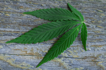 cannabis leaf on old wooden table