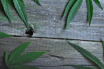 cannabis leaf on old wooden table