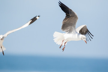 Fototapeta na wymiar Close up images of Grey-headed gulls flying overhead looking for food scraps