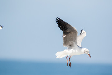 Close up images of Grey-headed gulls flying overhead looking for food scraps