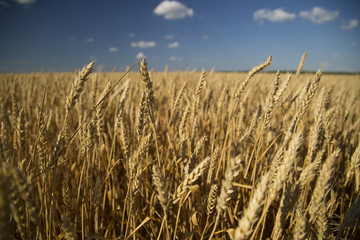 golden wheat field and sunny day
