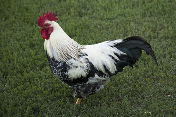 Rooster bantam crows