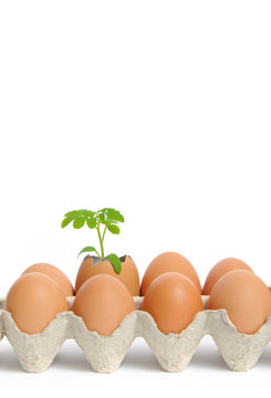 Eco-friendly eggs in box