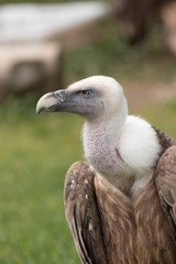 Griffon Vulture portrait.