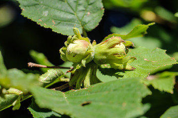 Haseln&uuml;sse am Strauch 