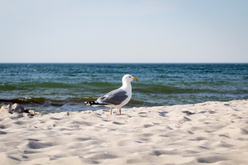 Ostsee mit Möwen 
