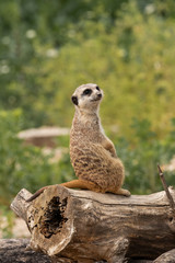 Fototapeta premium Suricata suricatta.