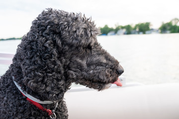 Poodle on a boat