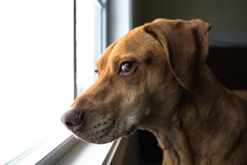 Dog looking out window