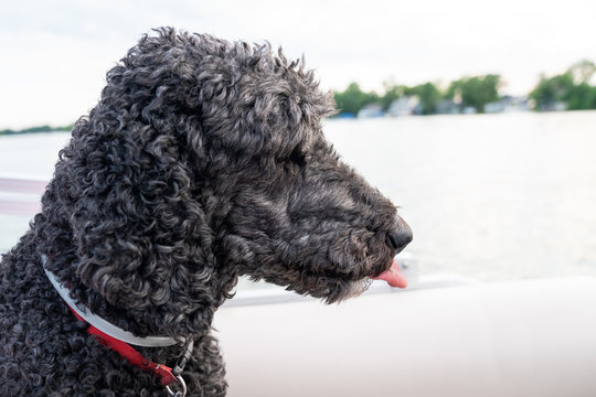 Poodle on a boat