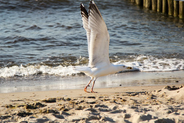 Ostsee mit Möwen 
