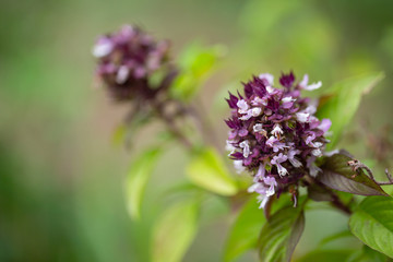 Basil flowers