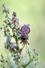 Mariendistel mit Wanze 