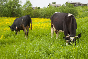 cow in the meadow grazing