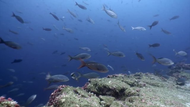 Fish shoal underwater lagoon of ocean on Galapagos. Amazing life of tropical nature world in blue water. Scuba diving.