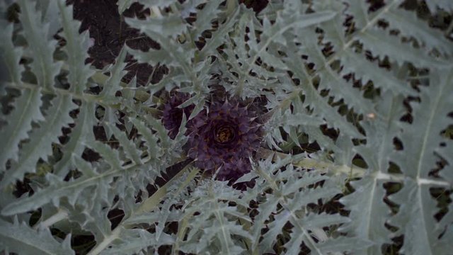 Ants crawling on a purple thistle&rsquo;s flower in a dark forest.