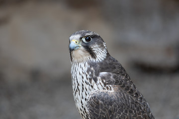Sakerfalke