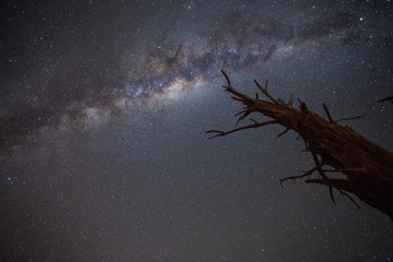 Wide angle image of the blazing milkyway over an old dead tree