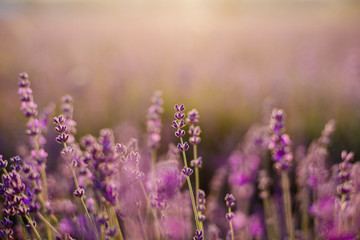 Field of blooming lavender.