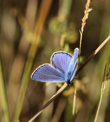 Bläuling Schmetterling auf Blüte