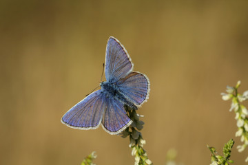 Bläuling Schmetterling auf Blüte
