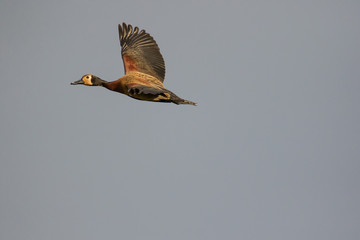 Close up image of a White-faced Whistling duck flying in the sky