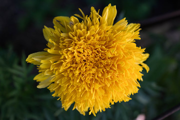 Flower Marigold