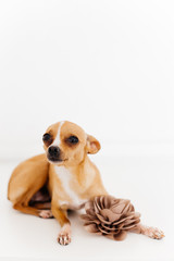 an image of a dog