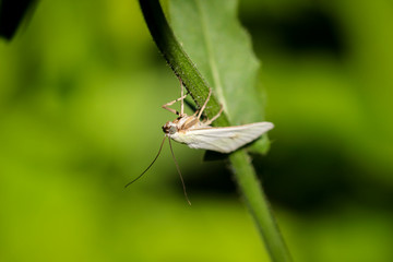 Falter, Motte, Schmetterling auf Blüte