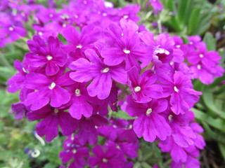purple basement daisy flowers