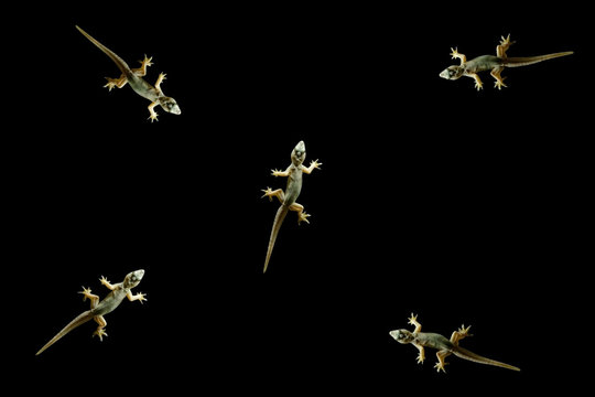 House lizard - gekco isolated on Black background