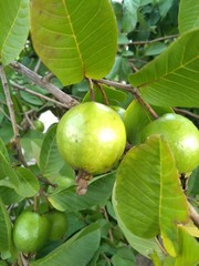 Fruit