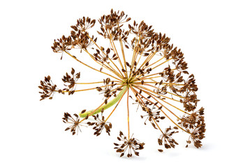 Dry wild fennel flower isolated.