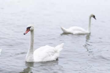 Naklejka na ściany i meble Group of swans swimming on the River Danube