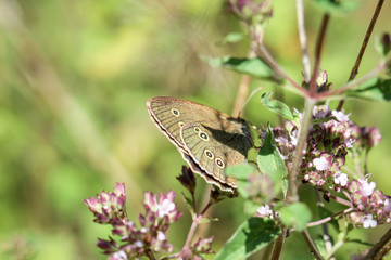Bläuling Schmetterling auf Blüte