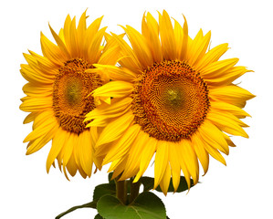 Two sunflowers isolated on white background. Flower bouquet. The seeds and oil. Flat lay, top view