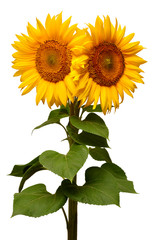 Two sunflowers isolated on white background. Flower bouquet. The seeds and oil. Flat lay, top view